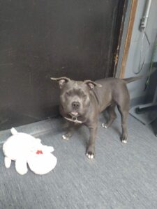 Cassi